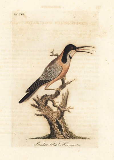 Doğu omurga gagası, Acanthorhynchus tenuirostris (İnce gagalı bal yiyici, Certhia tenuirostris). Avustralya. John Latham tarafından kendi A General History of Birds, Winchester
