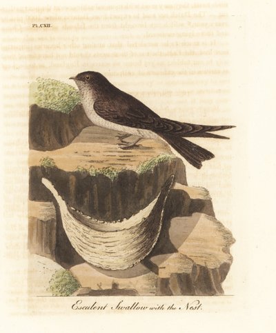 Kuş yuvası çorbasında kullanılan yenebilir yuva kırlangıçotu, Aerodramus fuciphagus ve tükürük yuvası. (Esculent kırlangıç, Hirundo esculenta.) John Latham tarafından kendi A General History of Birds, Winchester