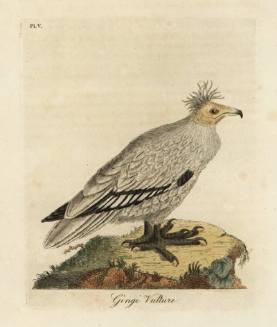 Mısır Akbabası, Neophron percnopterus ginginianus.1824 (gravür) by John Latham