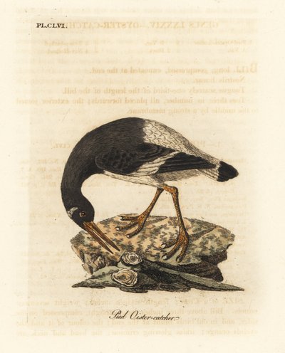Avrasya veya ayak istiridye avcısı, Haematopus ostralegus. John Latham tarafından kendi A General History of Birds, Winchester