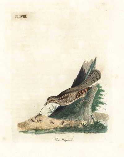 Avrasya boğazı, Jynx torquilla (Junx torquilla). John Latham tarafından kendi A General History of Birds, Winchester