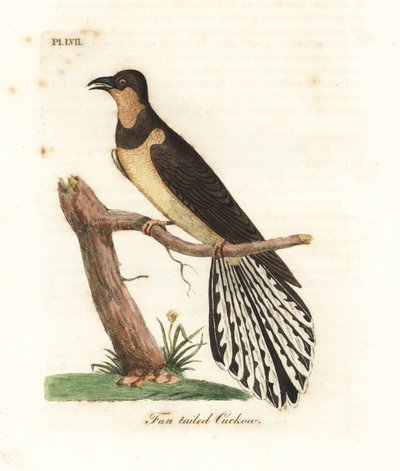 Yelpaze kuyruklu guguk kuşu, Cacomantis flabelliformis (Fan kuyruklu guguk kuşu, Cuculus flabelliformis). John Latham tarafından kendi A General History of Birds, Winchester