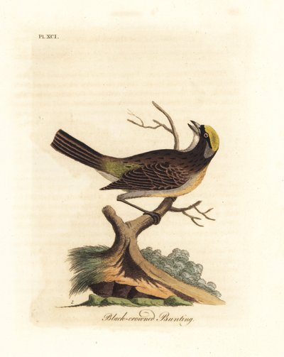 Altın taçlı serçe, Zonotrichia atricapilla (Siyah taçlı kiraz kuşu, Emberiza atricapilla). John Latham tarafından kendi A General History of Birds, Winchester