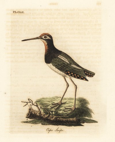 Büyük boya çulluğu, Rostratula benghalensis (Cape snipe, Scolopax capensis). John Latham tarafından kendi A General History of Birds, Winchester