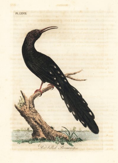 Yeşil ağaç ibibik, Phoeniculus purpureus (Kırmızı gagalı promerops, Upupa erythrorynchos). John Latham tarafından kendi A General History of Birds, Winchester