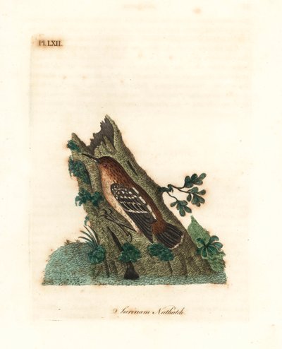 Guianan sokak antwren, Myrmotherula surinamensis. Hassas. (Surinam sıvacı kuşu, Sitta surinamensis.) John Latham tarafından kendi A General History of Birds, Winchester