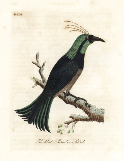 Hacklenmiş cennet kuşu, muhtemelen melez veya soyu tükenmiş bir tür. General Davies koleksiyonundaki bir örnekten alınmıştır. John Latham tarafından kendi A General History of Birds, Winchester