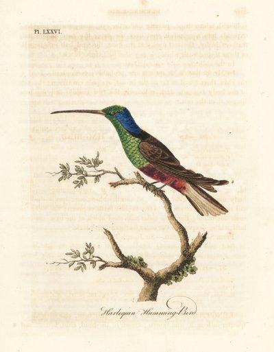 Harlequin sinek kuşu, Trochilus çok renkli. British Museum