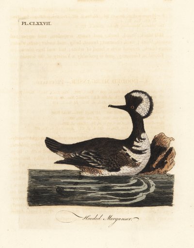 Kapşonlu merganser, Lophodytes cucullatus (Mergus cucullatus). John Latham tarafından kendi A General History of Birds, Winchester