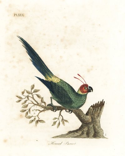 Boynuzlu muhabbet kuşu, Eunymphicus cornutus. Hassas (Boynuzlu papağan, Psittacus bisetis.) John Latham tarafından kendi A General History of Birds, Winchester