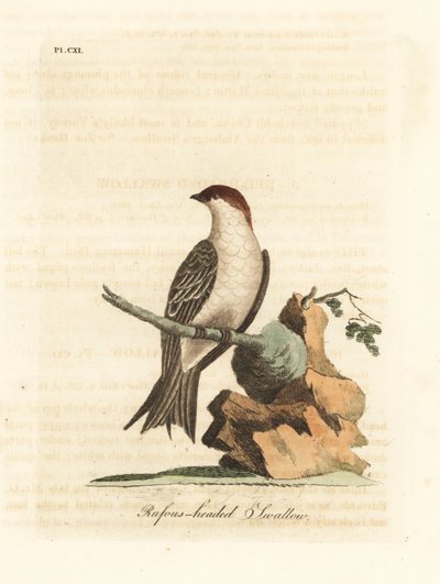 Hint uçurum kırlangıç, Petrochelidon fluvicola. (Rufos başlı kırlangıç, Hirundo indica.) John Latham tarafından kendi A General History of Birds, Winchester