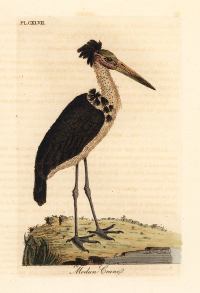 Küçük emir subayı, Leptoptilos javanicus. Hassas. (Modun kafatası.) John Latham tarafından kendi A General History of Birds, Winchester