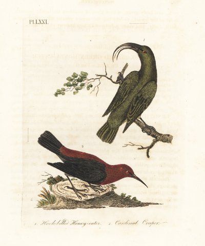 Küçük akialoa, Hemignathus obscurus (soyu tükenmiş) ve kardinal myzomela, Myzomela cardinalis. (Kanca gagalı yeşil bal yiyici, Certhia obscura, Hawaii