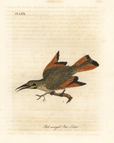 Küçük arı yiyici, Merops pusillus (Kızıl kanatlı arı yiyici, Merops erythropterus). Afrika. John Latham tarafından kendi A General History of Birds, Winchester