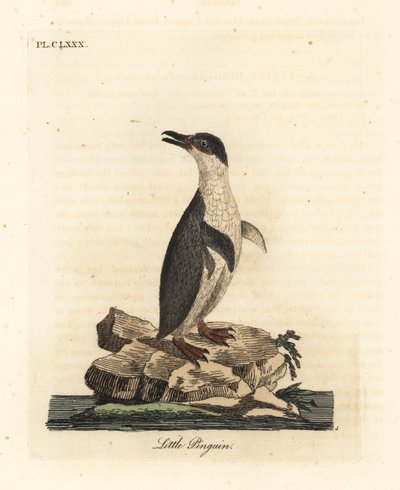 Küçük penguen, Eudyptula minor veya beyaz yüzgeçli penguen, Eudyptula minor albosignata (Aptenodytes minor). John Latham tarafından kendi A General History of Birds, Winchester