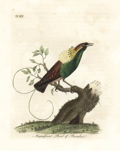 Muhteşem cennet kuşu, Diphyllodes magnificus (Paradisea magnifica). John Latham tarafından kendi A General History of Birds, Winchester