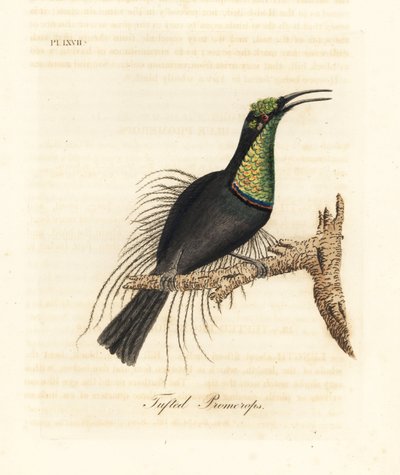Muhteşem tüfek kuşu, Ptiloris magnificus (Püsküllü promerops). Bullock Müzesi