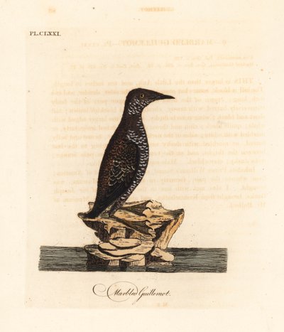 Mermer murrelet, Brachyramphus marmoratus. Nesli tükenmekte. (Mermer murrelet, Uria marmorata.) John Latham tarafından kendi A General History of Birds, Winchester