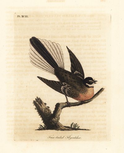 Yeni Zelanda Fantail, Rhipidura fuliginosa (Fan kuyruklu sinekkapan). John Latham tarafından kendi A General History of Birds, Winchester