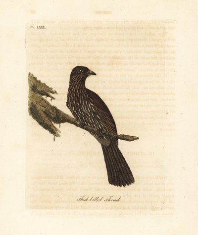 Yeni Zelanda Güney Adası piopio, Turnagra capensis. Nesli tükenmiş. (Kalın gagalı pamukçuk, Turdus crassirostris.) John Latham tarafından kendi A General History of Birds, Winchester