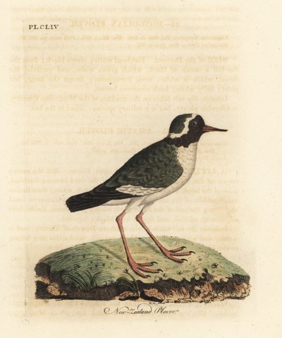 Yeni Zelanda cılıbıt, Charadrius belirsiz (Charadrius novae Zealandiae). Nesli tükenmekte. John Latham tarafından kendi A General History of Birds, Winchester