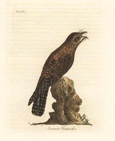 Kuzey potoo, Nyctibius jamaicensis (Jamaikalı goatsucker, Caprimulgus jamaicensis). John Latham tarafından kendi A General History of Birds, Winchester