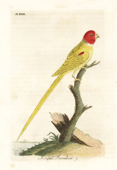 Zeytin omuzlu papağan veya nergis papağanı, Aprosmictus nergis (Nergis papağanı, Psittacus nergis). John Latham tarafından kendi A General History of Birds, Winchester