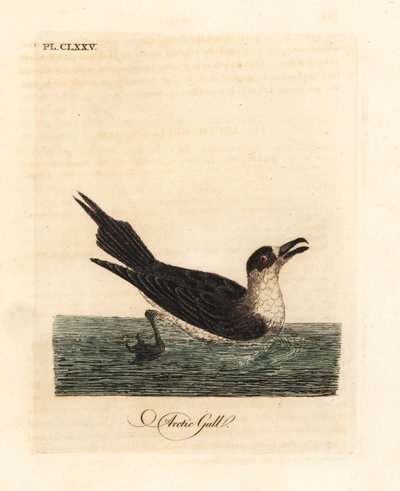 Parazitik jaeger, arktik skua veya parazit skua, Stercorarius parasiticus (Arctic martı, Larus parasiticus). John Latham tarafından kendi A General History of Birds, Winchester