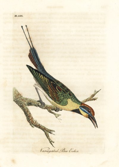 Gökkuşağı arı kuşugiller, Merops ornatus (Alacalı arı kuşugiller). Avustralya. John Latham tarafından kendi A General History of Birds, Winchester