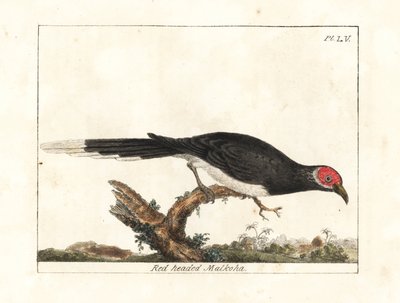 Kırmızı yüzlü malkoha, Phaenicophaeus pyrrhocephalus. Hassas. (Kızıl başlı malkoha, Cuculus pyrrhocephalus.) John Latham tarafından kendi A General History of Birds, Winchester