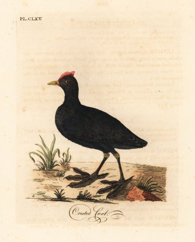 Kırmızı topuzlu kamış veya tepeli kamış, Fulica cristata. John Latham tarafından kendi A General History of Birds, Winchester