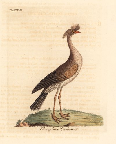 Kırmızı bacaklı seriema veya tepeli cariama, Cariama cristata (Brezilya cariama, Palamedea cristata). John Latham tarafından kendi A General History of Birds, Winchester