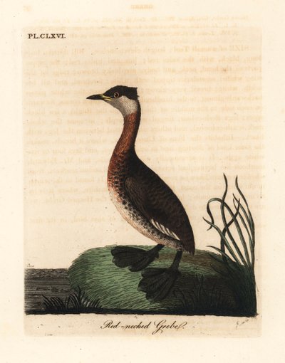 Kızıl boyunlu batağan, Podiceps grisegena (Podiceps rubricollis). John Latham tarafından kendi A General History of Birds, Winchester
