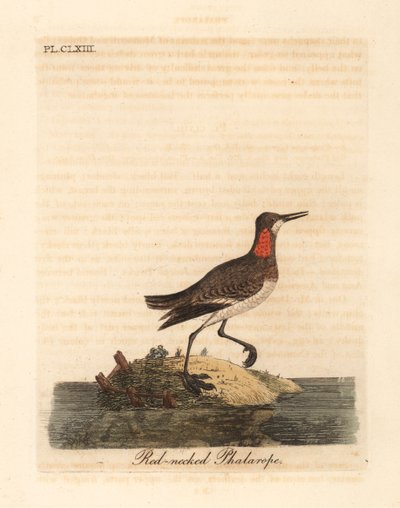 Kırmızı boyunlu phalarope, Phalaropus lobatus (Phalaropus hyperboreus). John Latham tarafından kendi A General History of Birds, Winchester