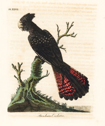 Kızıl kuyruklu siyah kakadu, Calyptorhynchus bankasii (Banks kakadu, Psittacus bankasii). John Latham tarafından kendi A General History of Birds, Winchester