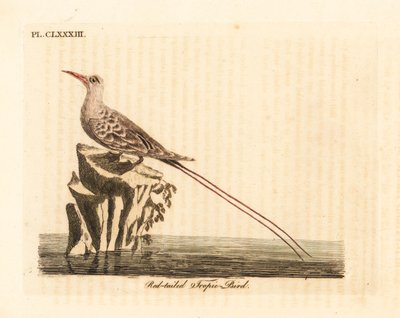 Kırmızı kuyruklu tropik kuş, Phaethon rubricauda (Phaeton phoenicurus). John Latham tarafından kendi A General History of Birds, Winchester