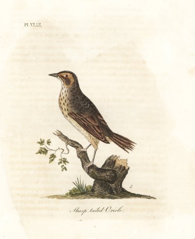 Tuz bataklığı serçesi, Ammodramus caudacutus. Hassas. (Keskin kuyruklu sarı sarımsağı, Oriolus caudacutus.) John Latham tarafından kendi A General History of Birds, Winchester