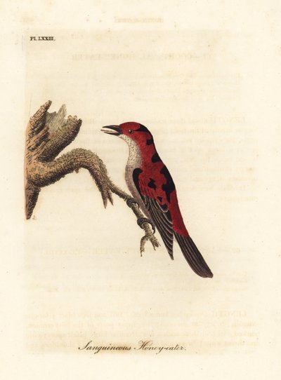 Scarlet myzomela, Myzomela sanguinolenta (Kanlı bal yiyici, Certhia sanguinolenta). Avustralya. John Latham tarafından kendi A General History of Birds, Winchester