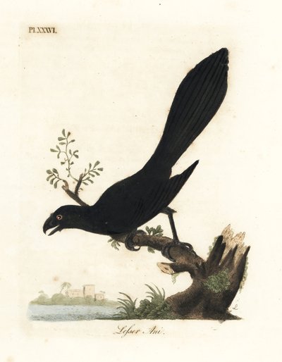 Düz gagalı ani veya daha az ani, Crotophaga ani. John Latham tarafından kendi A General History of Birds, Winchester