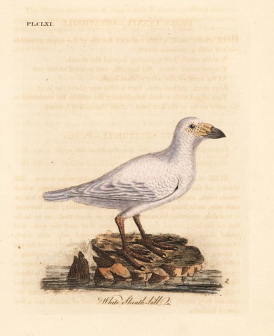 Karlı kılıf, Chionis albus (Beyaz kılıf gagası, Vaginalis chionis). John Latham tarafından kendi A General History of Birds, Winchester