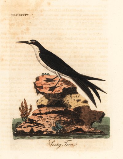 Kurumlu sumru, Onychoprion fuscatus (Sterna fuliginosa). John Latham tarafından kendi A General History of Birds, Winchester