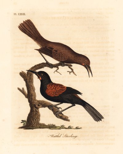 Güney sırtlı, Philesturnus carunculatus, erkek ve dişi (Wattled sığırcıklar, Sturnus carunculatus). Yakın tehdit. John Latham tarafından kendi A General History of Birds, Winchester