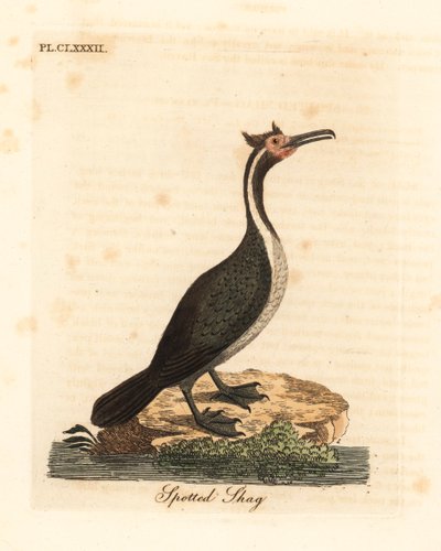 Benekli sevişmek veya parekareka, Phalacrocorax punctatus (Pelecanus punctatus). John Latham tarafından kendi A General History of Birds, Winchester