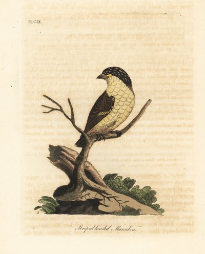 Çizgili pardalot, Pardalotus striatus (Çizgili başlı manakin, Pipra striata). John Latham tarafından kendi A General History of Birds, Winchester