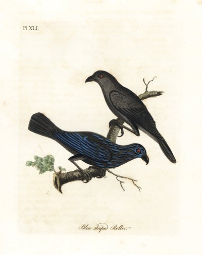 Çizgili sığırcık, Aplonis striata (Mavi çizgili silindir, Coracias striata). John Latham tarafından kendi A General History of Birds, Winchester