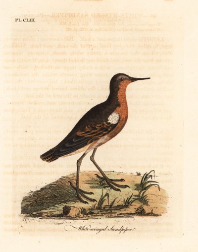 Tahiti kum kuşu, Prosobonia leucoptera. Nesli tükenmiş. (Beyaz kanatlı kum kuşu, Tringa leucoptera.) John Latham tarafından kendi A General History of Birds, Winchester