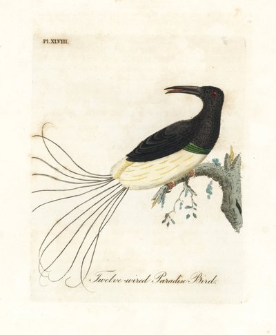 On iki kablolu cennet kuşu, Seleucidis melanoleucus (Cennet nigricans). John Latham tarafından kendi A General History of Birds, Winchester