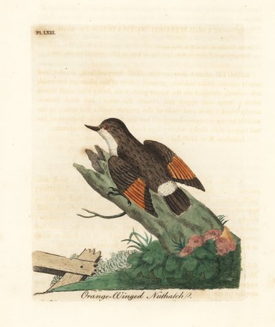 Çeşitli sittella, Daphoenositta chrysoptera (Turuncu kanatlı sıvacı kuşu, Sitta chrysoptera). John Latham tarafından kendi A General History of Birds, Winchester
