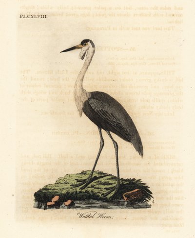 Gerdanlı kafatası, Bugeranus carunculatus. Hassas. (Wattled balıkçıl, Ardea carunculata.) John Latham tarafından kendi A General History of Birds, Winchester