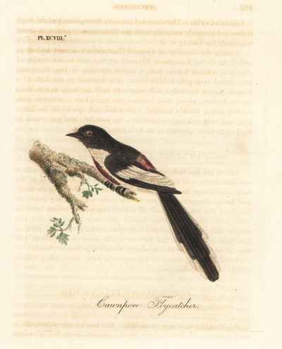 Beyaz karınlı minivet, Pericrocotus erythropygius (Cawnpore sinekkapan). Hindistan. John Latham tarafından kendi A General History of Birds, Winchester
